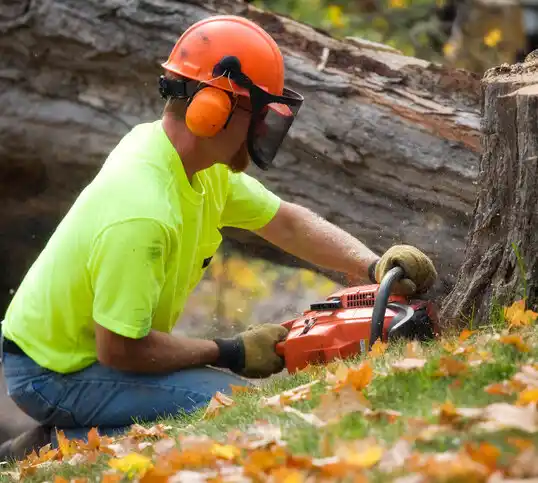 tree services Hewlett Neck